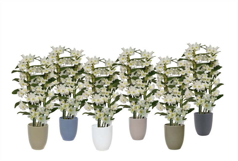 Dendrobium Apollon 50cm 12cm Pot