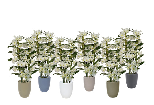 Dendrobium Apollon 50cm 12cm Pot