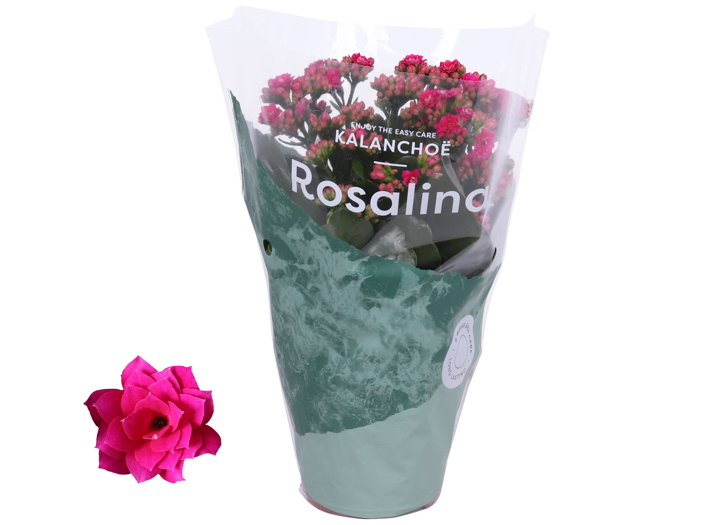 Kalanchoe Rosalina Don Victorio 27cm 12cm Pot