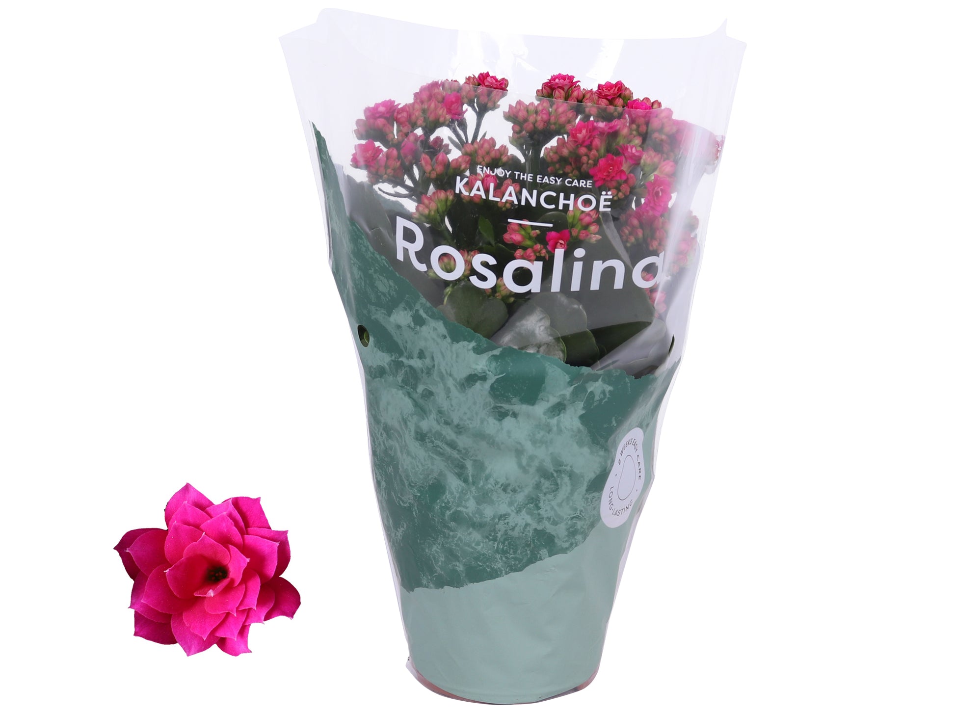 Kalanchoe Rosalina Don Victorio 27cm 12cm Pot