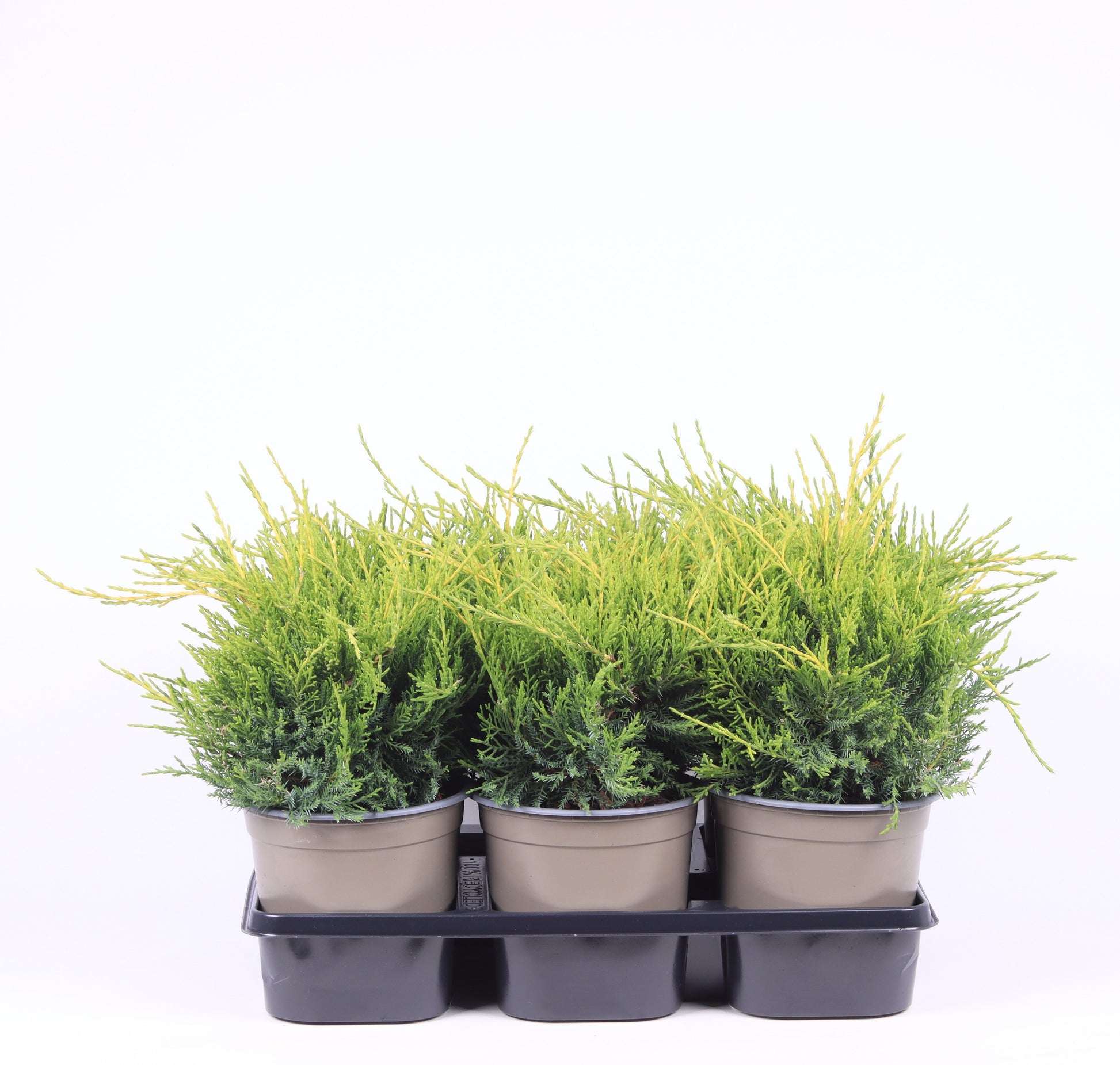 Juniperus Old Gold 25cm 15cm Pot