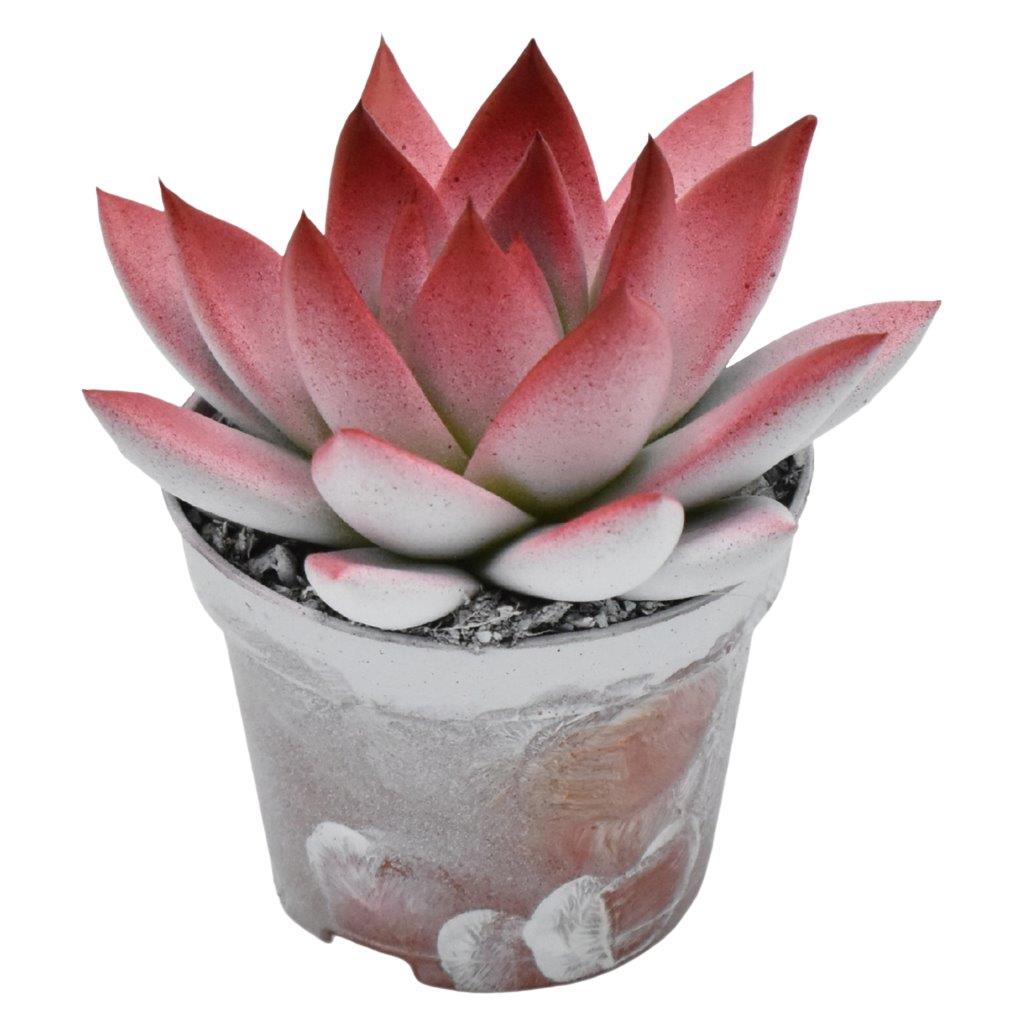 Echeveria colored white 8cm 6cm Pot