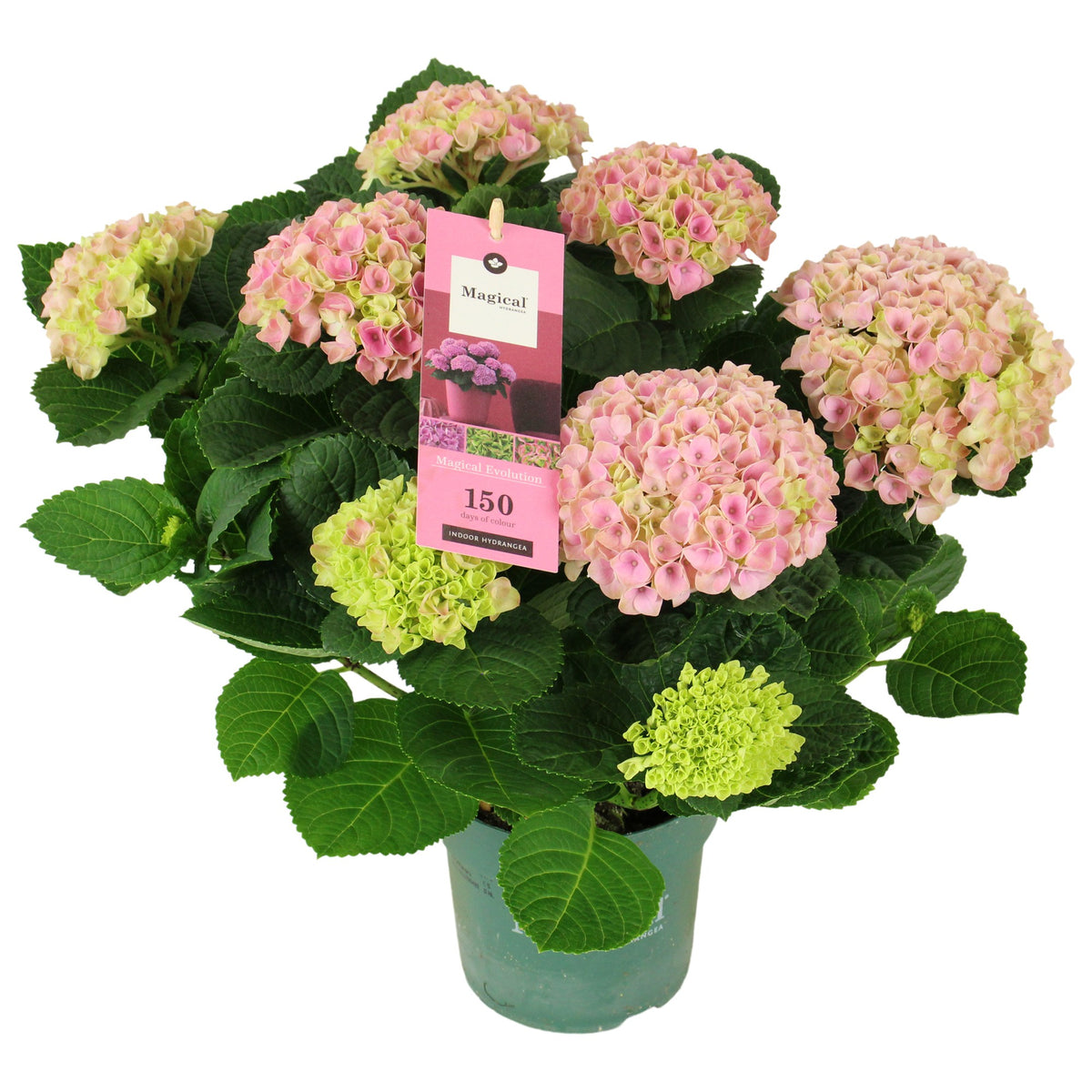 Hydrangea macr. Magical Evolution pink 40cm 14cm Pot