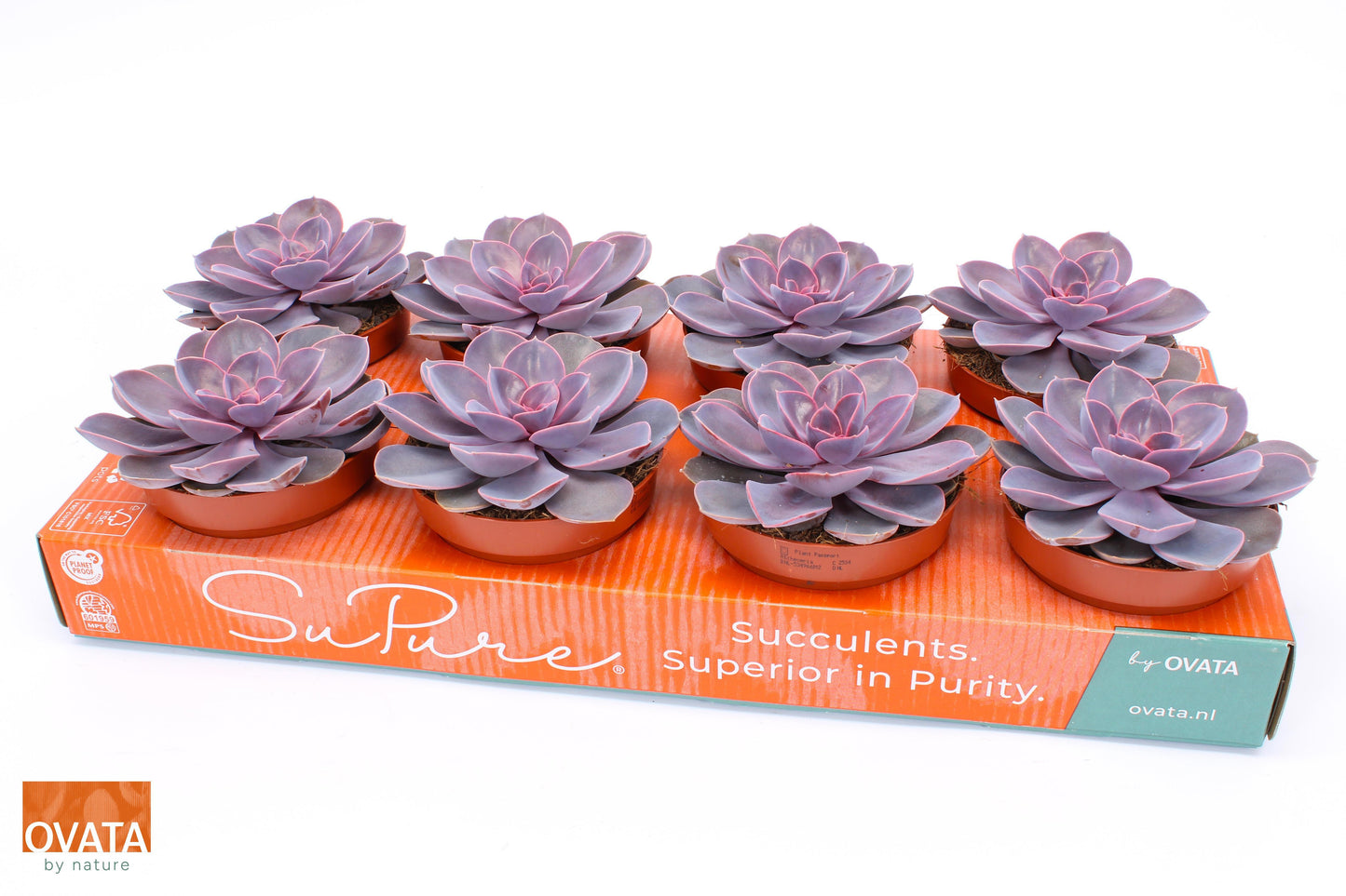 Echeveria Purple Pearl 15cm 12cm Pot