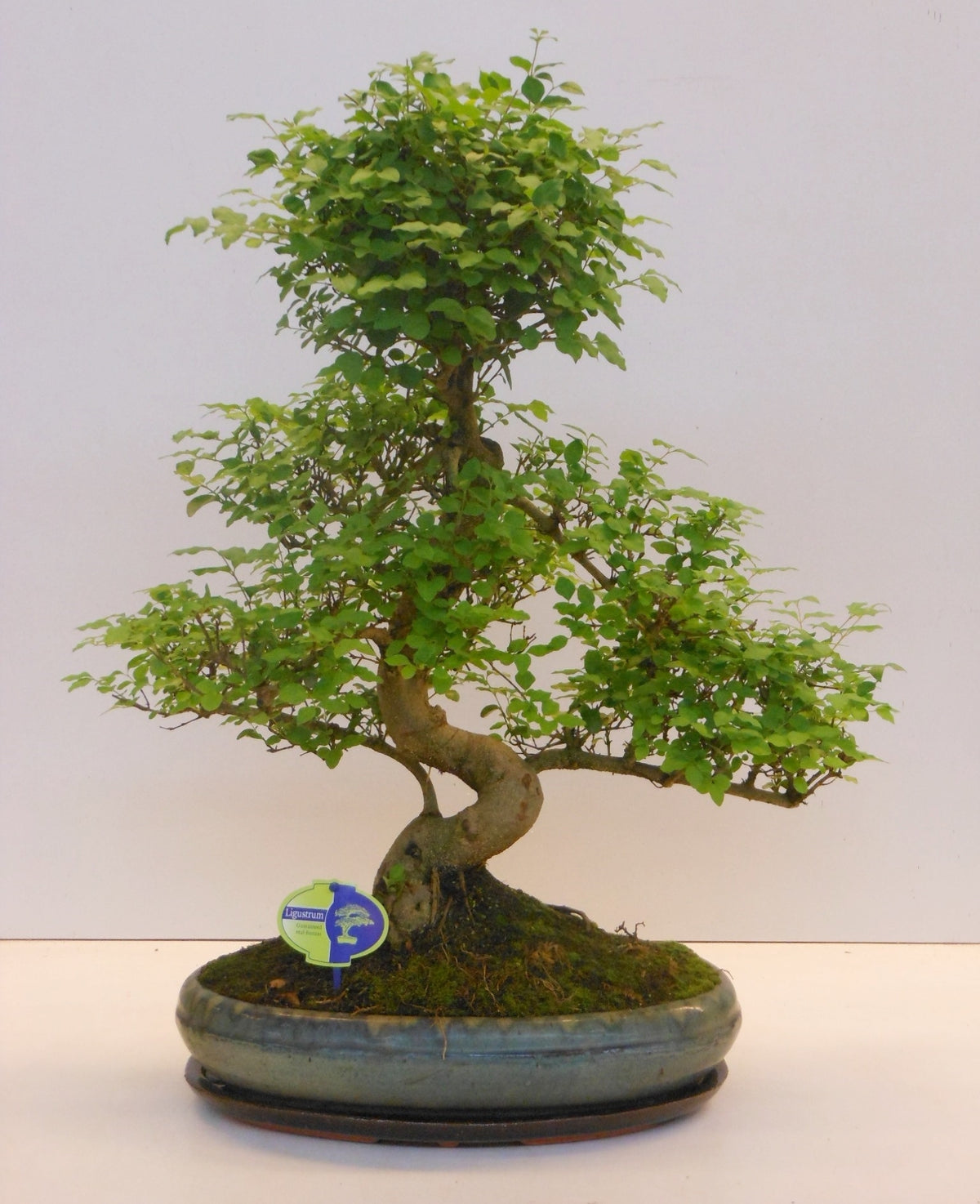 Bonsai Ligustrum 50cm 39cm Pot