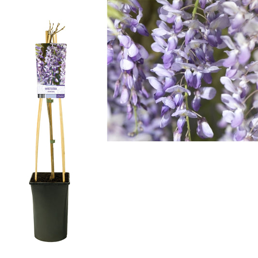 Wisteria sinensis 75cm 17cm Pot