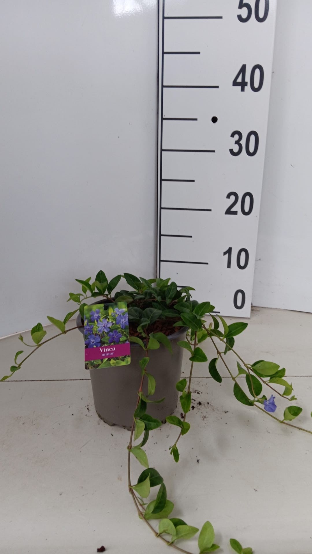 Vinca minor 15cm 15cm Pot