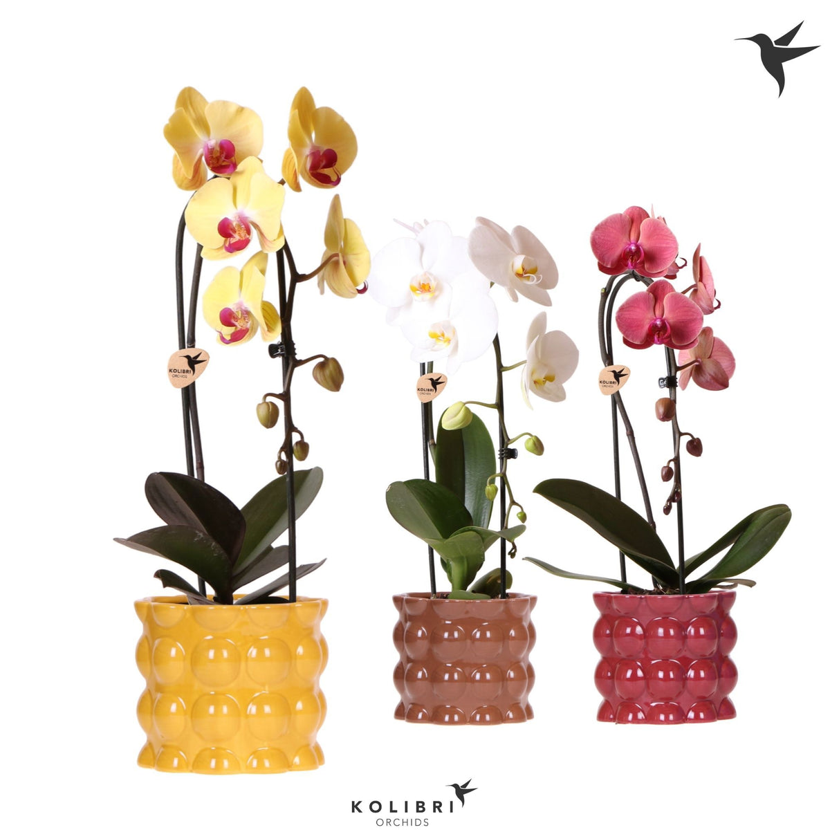 Phalaenopsis Elegant cascade 50cm 12cm Pot