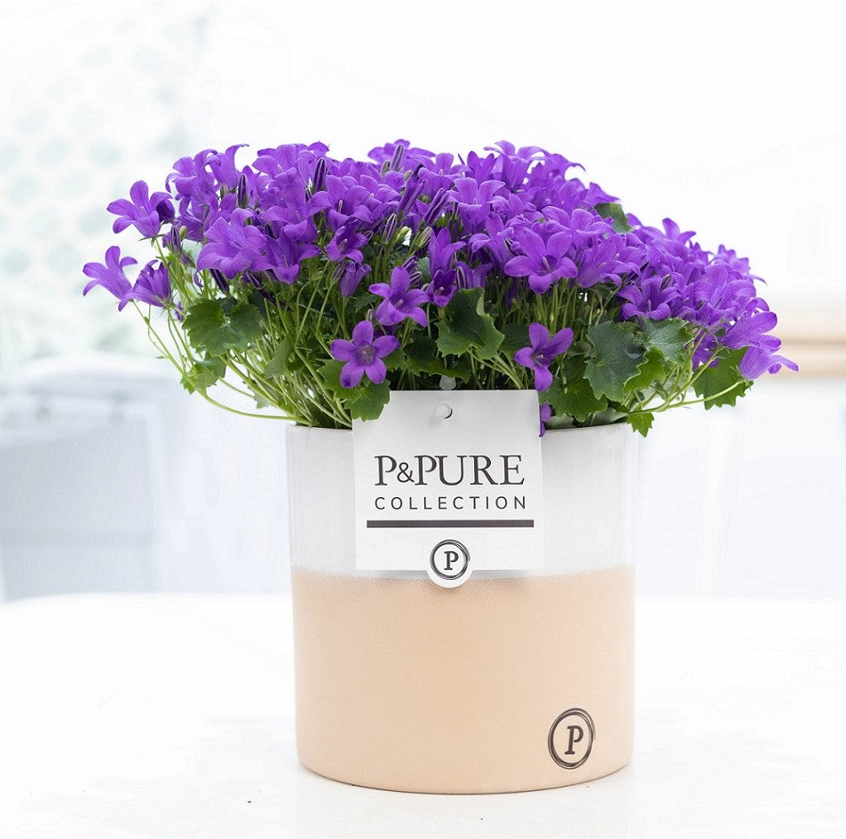 Campanula Porto 22cm 13cm Pot