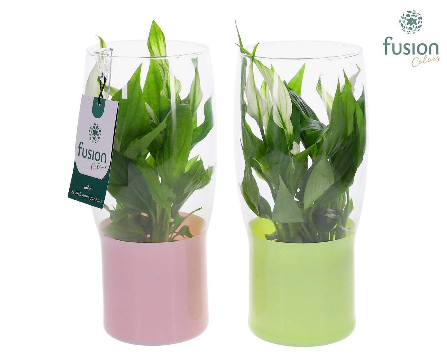 Green Bottle Tulp vaas met Spathiphyllum 25cm 12cm Pot