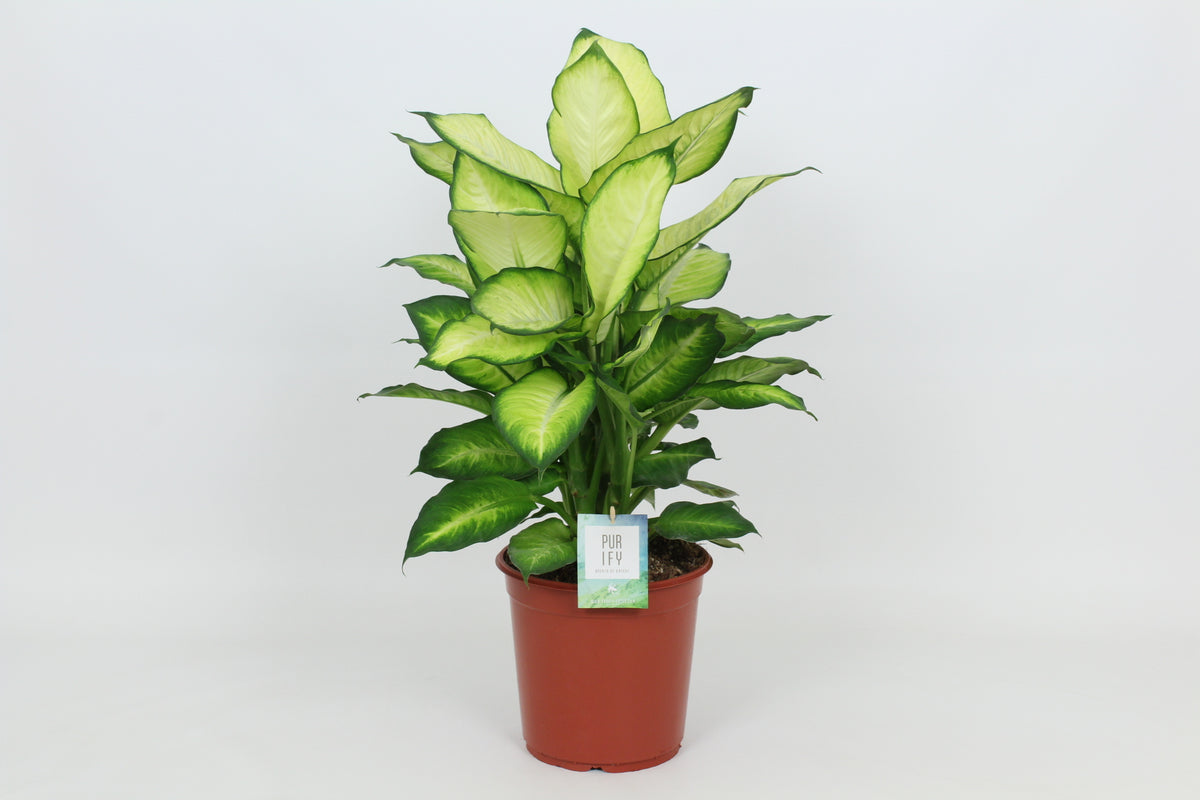 Dieffenbachia Summer Style 80cm 24cm Pot