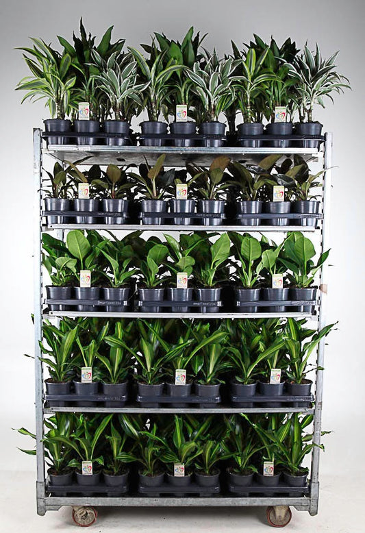 Foliage houseplants mix 40cm 13cm Pot