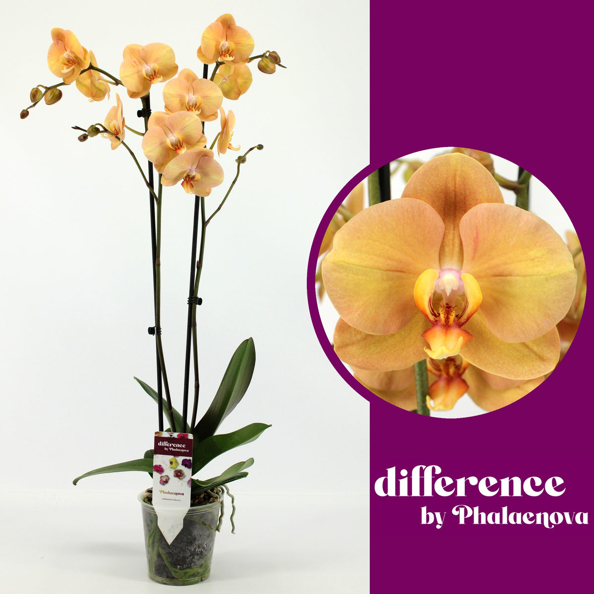 Phalaenopsis orange 75cm 12cm Pot