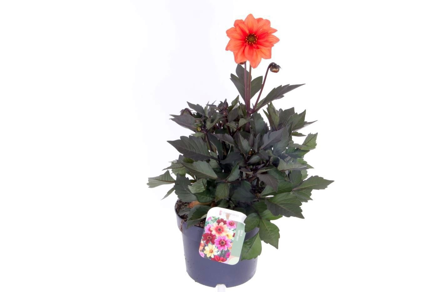Dahlia Happy Days Creamwhite 50cm 17cm Pot