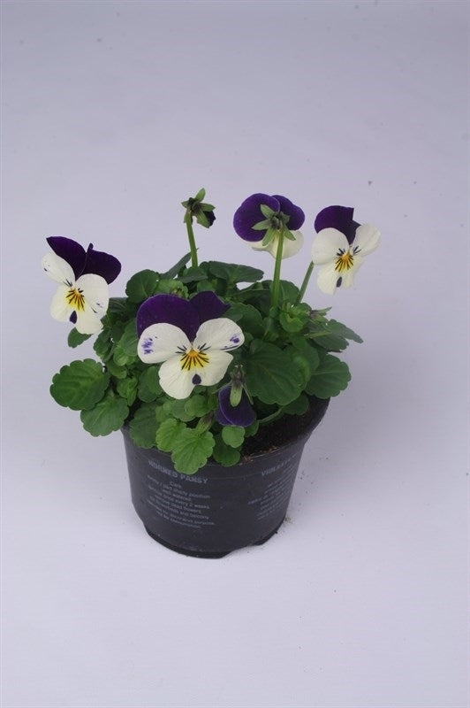 Batist BV, Kwekerij Viola corn. Callisto White with Violet Wing Pack of 18