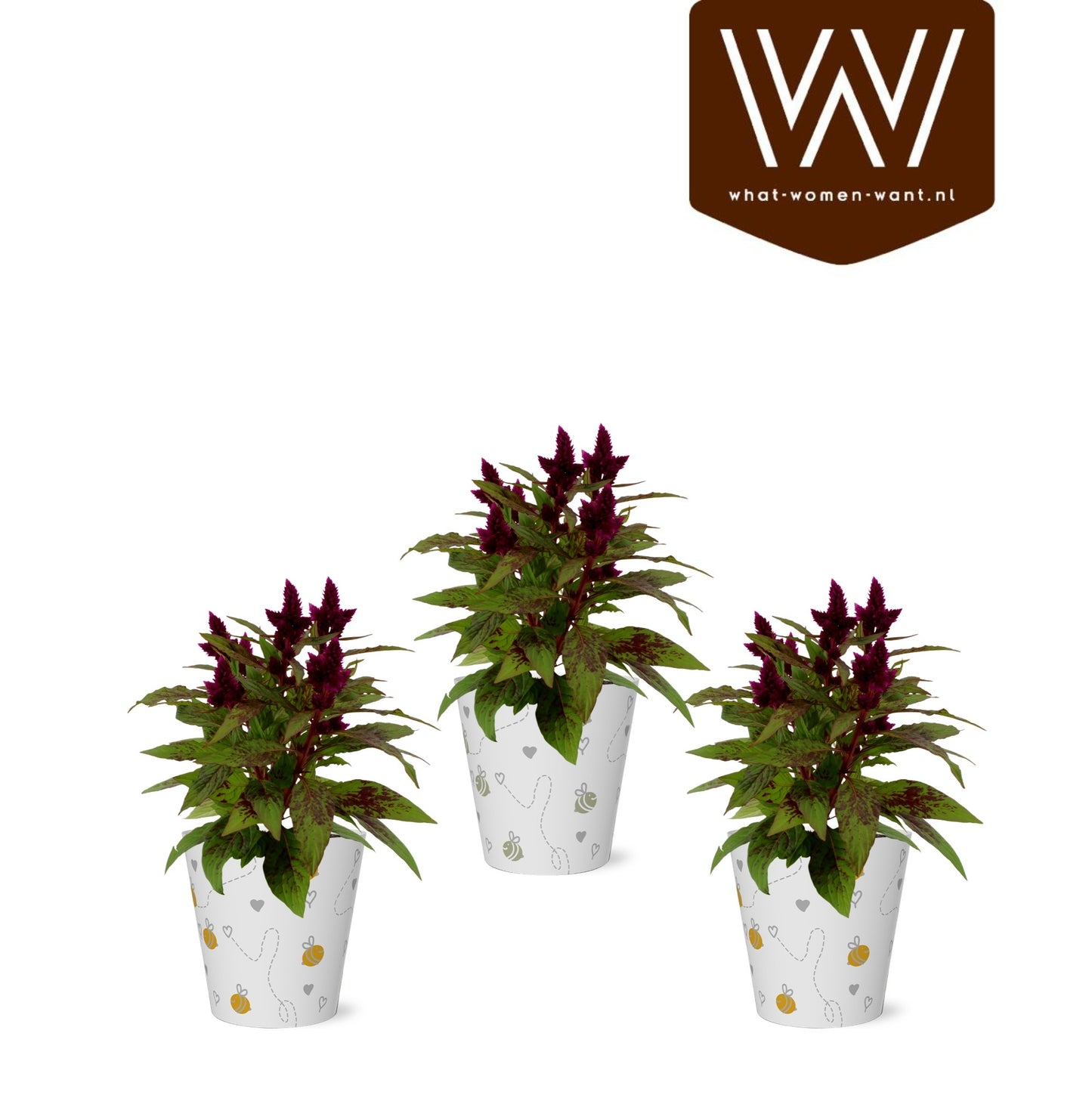 Cyclamen Allure 25cm 12cm Pot