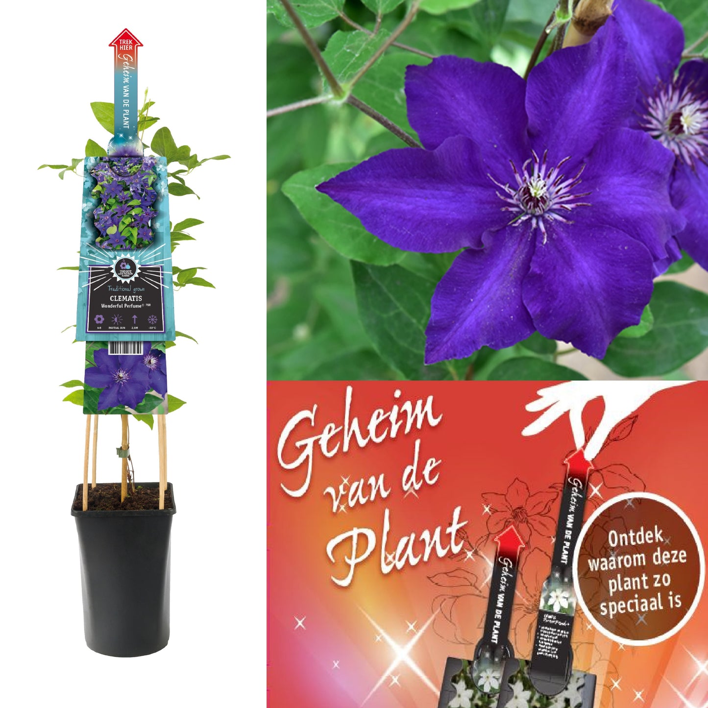 Clematis Wonderful Perfume 75cm 17cm Pot