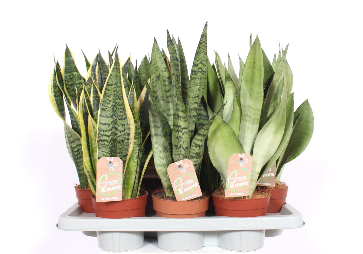 Sansevieria mix 50cm 14cm Pot