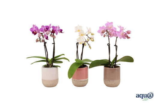 Phalaenopsis mf. mix (+ drp.ceramic) 17cm 6cm Pot