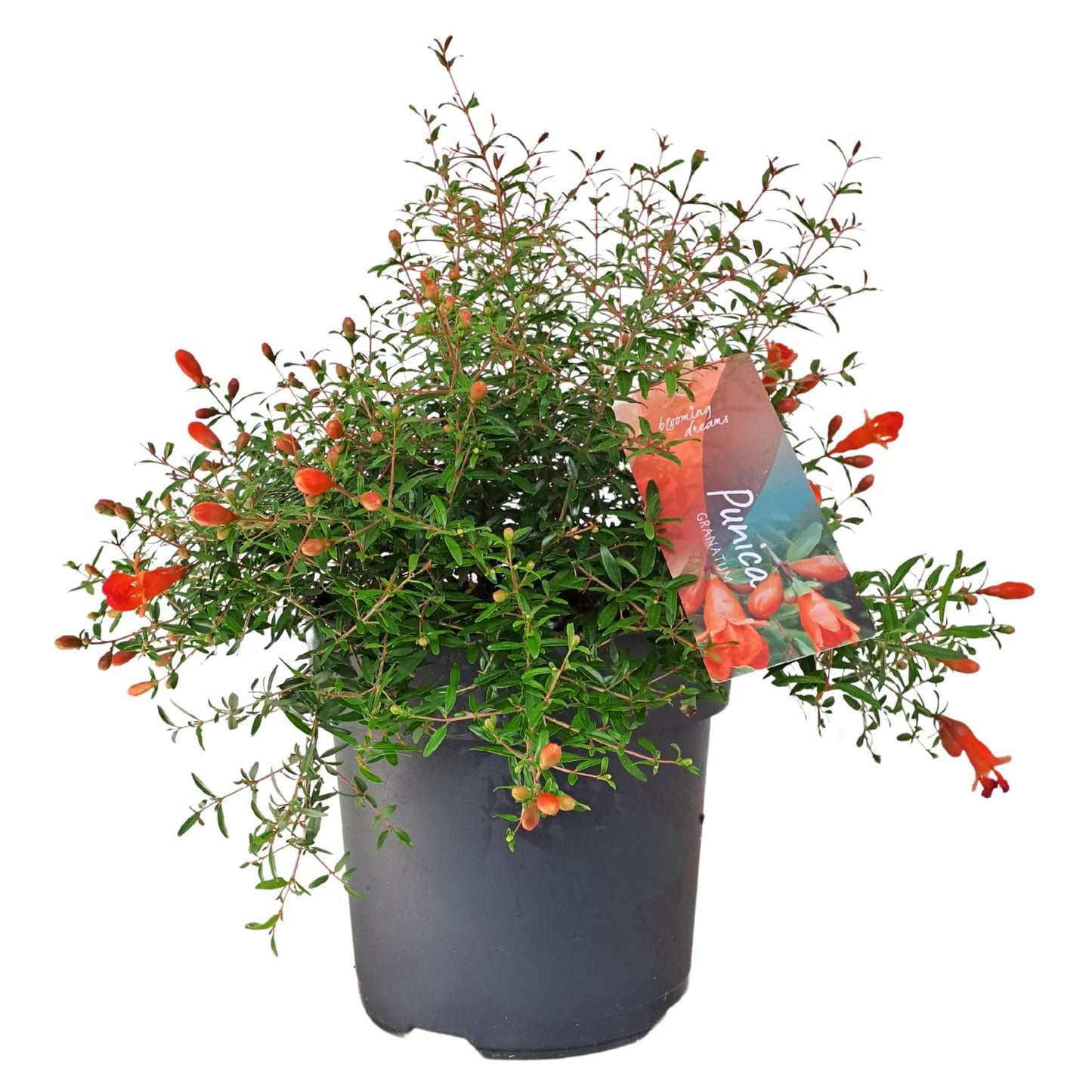 Punica granatum Nana 35cm 17cm Pot