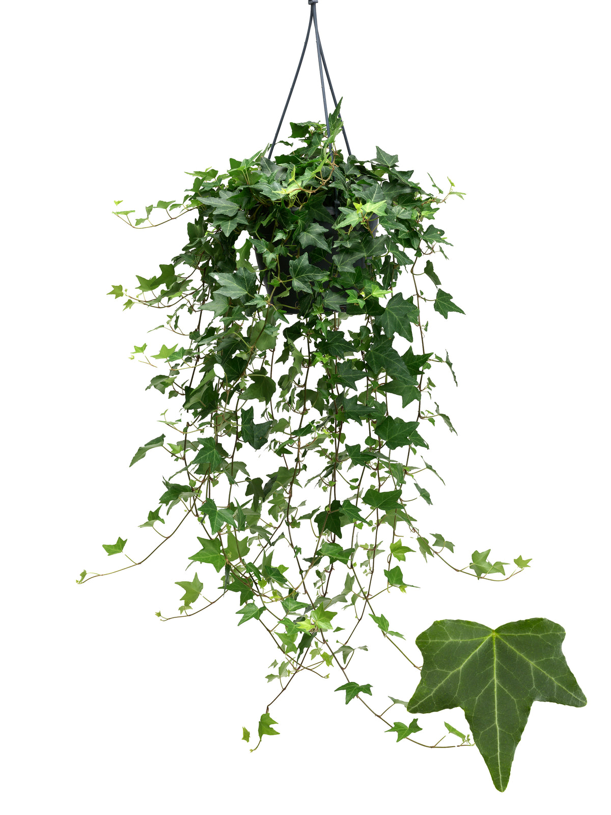 Hedera helix Pittsburgh 19cm Pot