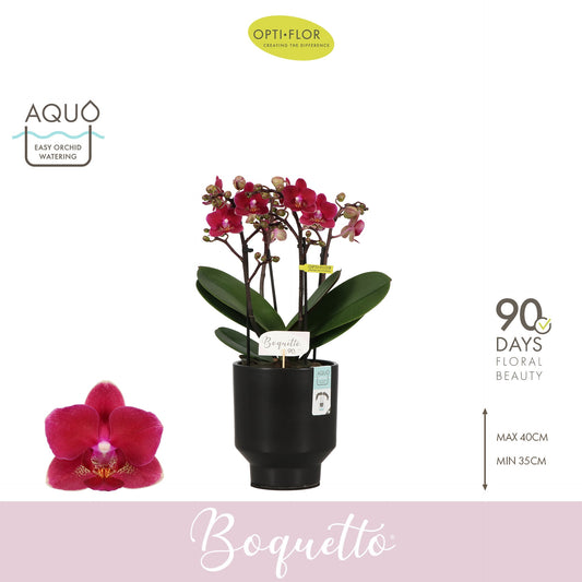 Phalaenopsis Purple 35cm 12cm Pot