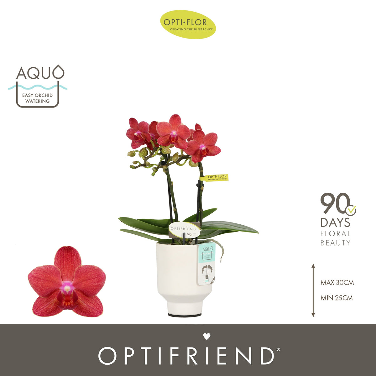 Phalaenopsis red 25cm 7cm Pot