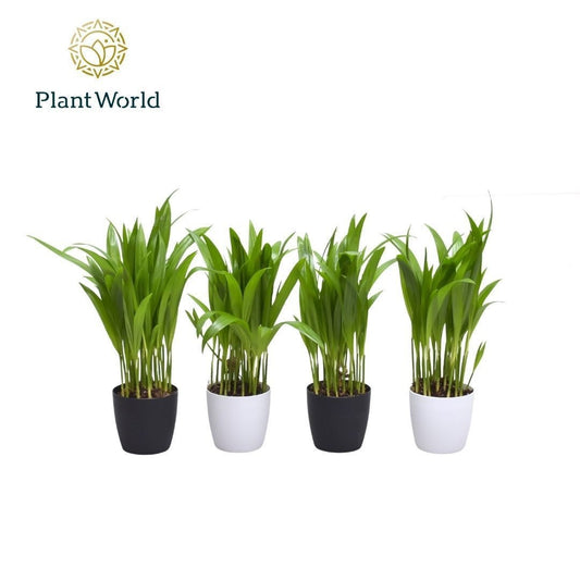 Dypsis lutescens 35cm 7cm Pot