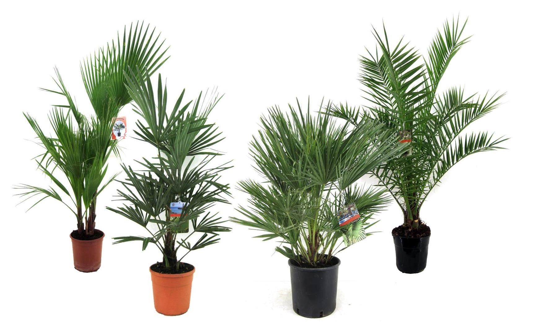 Palms mix 90cm 24cm Pot