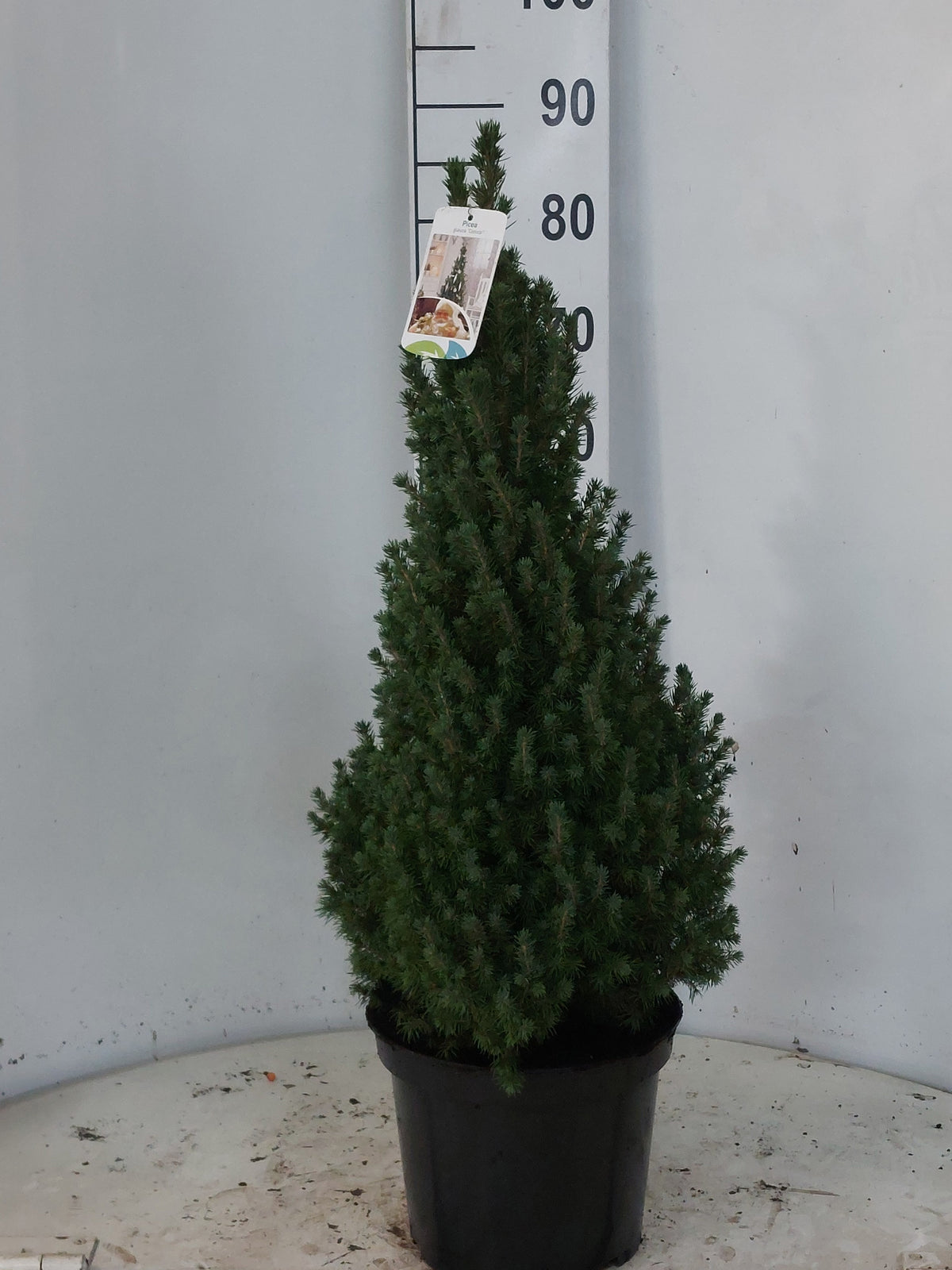 Picea glauca Perfecta 90cm 26cm Pot