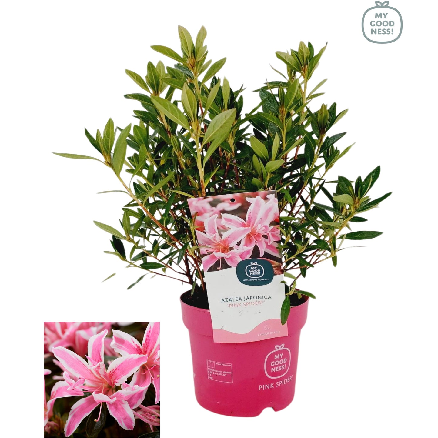 Leybaert BVBA Rhododendron Pink Spider Pack of 6