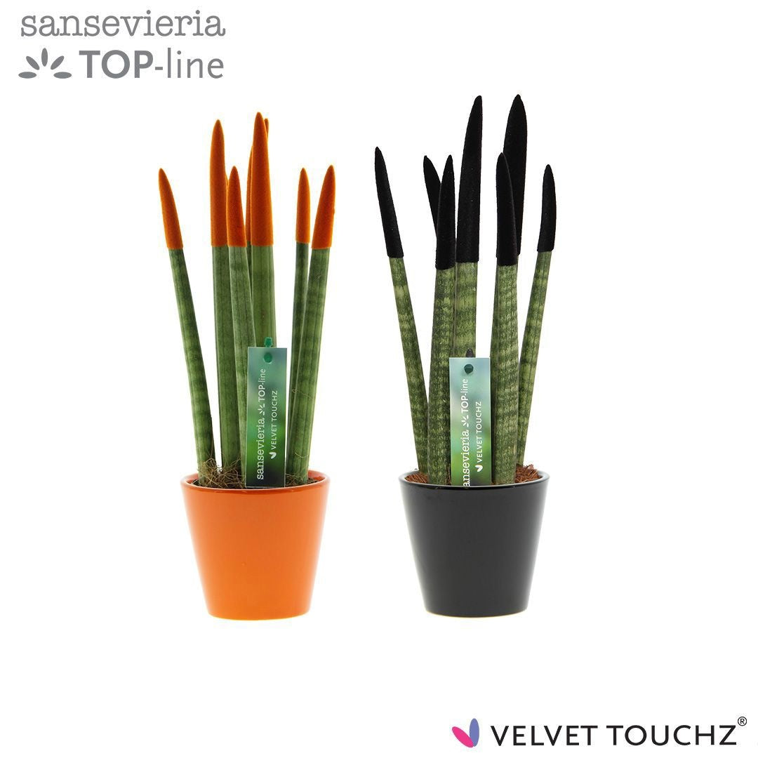 Sansevieria cylindrica 35cm 8.5cm Pot