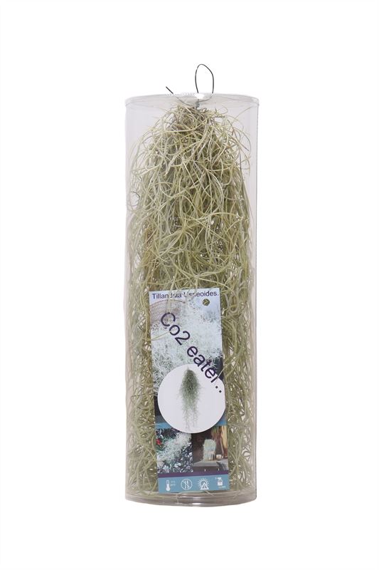 Tillandsia usneoides