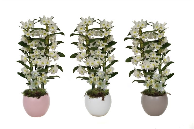 Dendrobium Apollon 50cm 12cm Pot