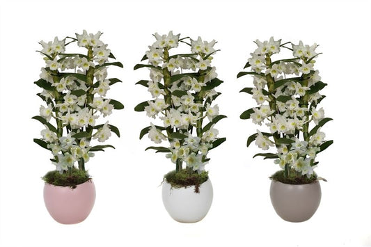 Dendrobium Apollon 50cm 12cm Pot