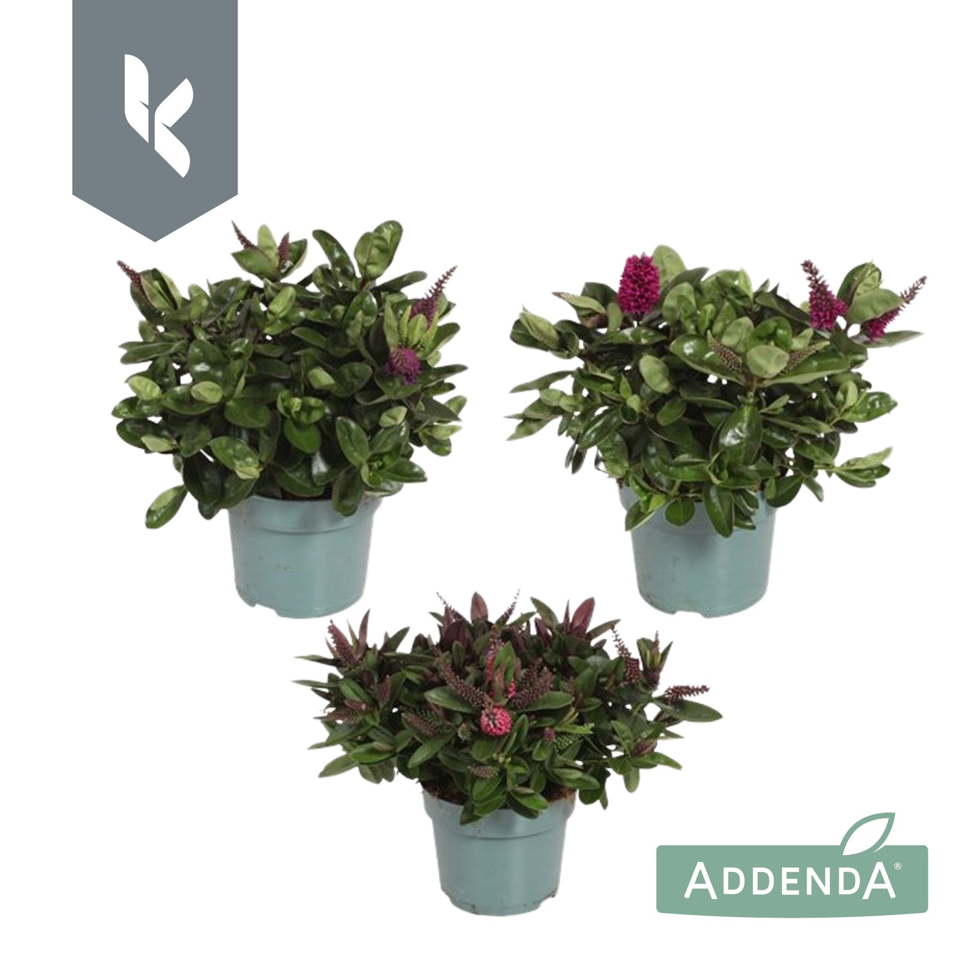 Kuivenhoven, R.C. Hebe Addenda mix Pack of 10