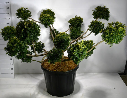 Taxus Summergold 140cm 60cm Pot