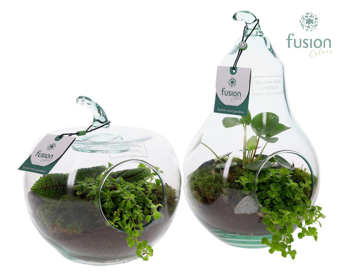 Glas Appel en Peer met Groene planten 2pp 25cm 18cm Pot