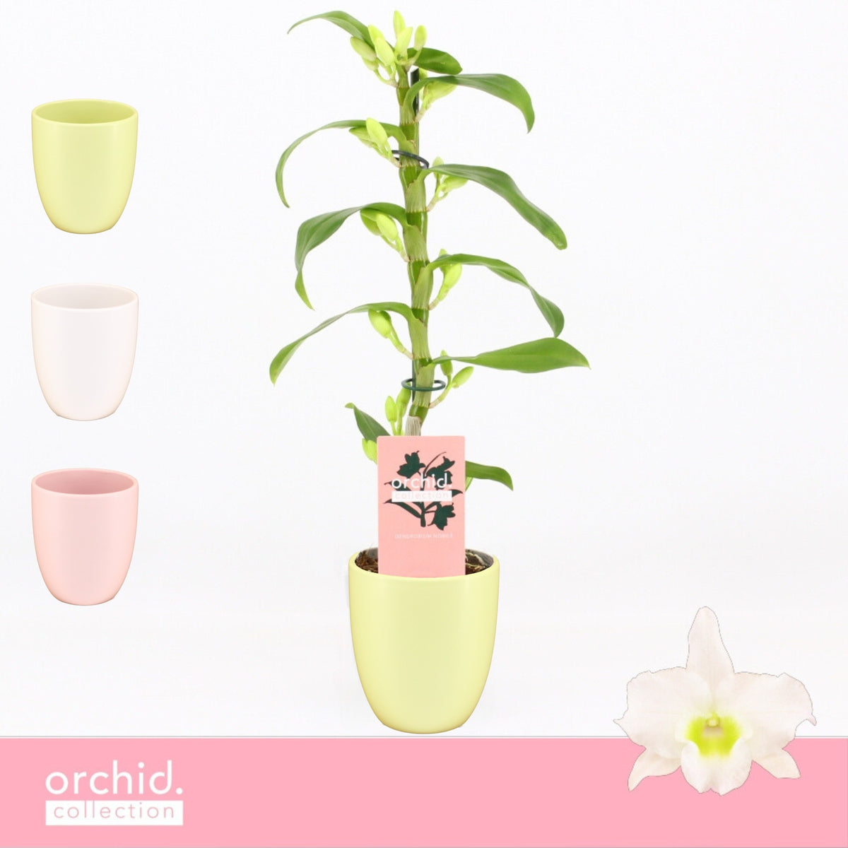 Dendrobium Apollon 40cm 12cm Pot