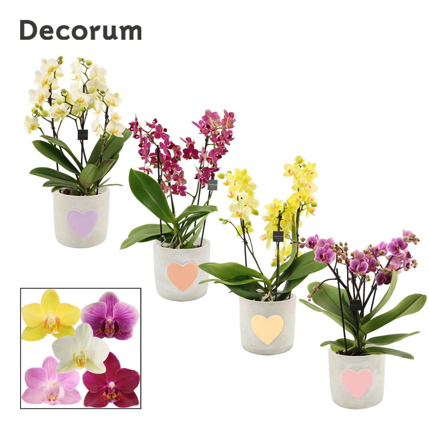 Phalaenopsis mix 35cm 12cm Pot