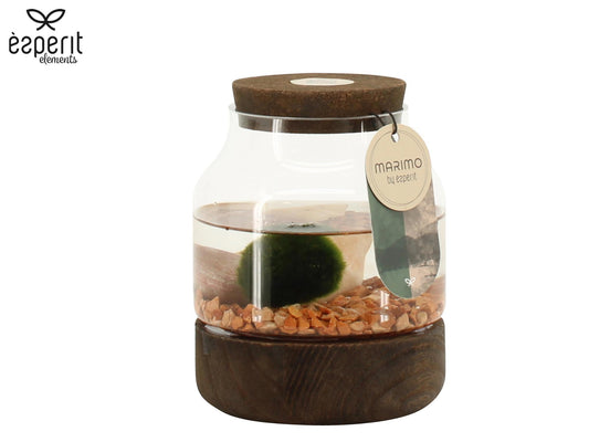 arr. Water plant Terrace pond wood 15cm 12cm Pot