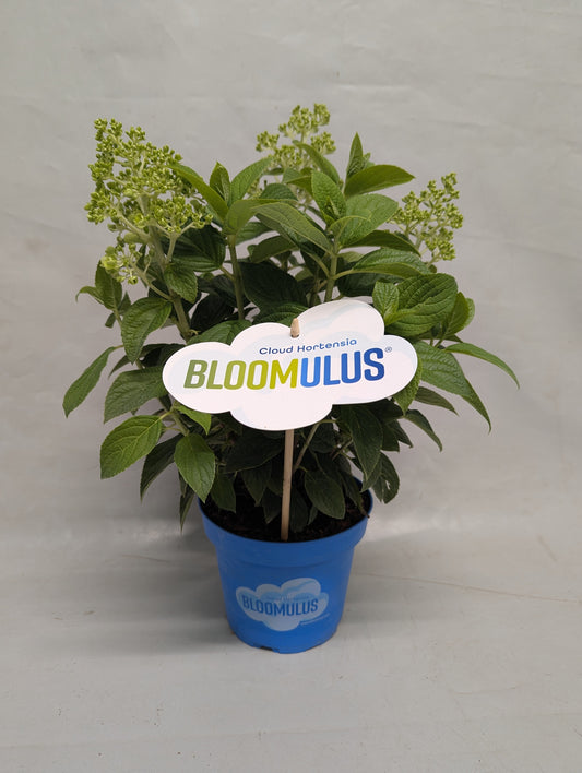 Hydrangea paniculata 40cm 14cm Pot