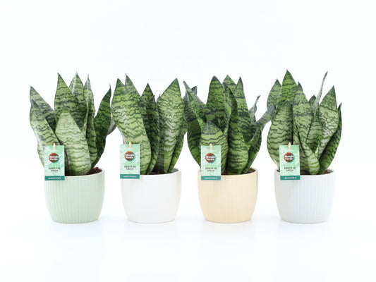 Sansevieria Black Coral 35cm 13cm Pot