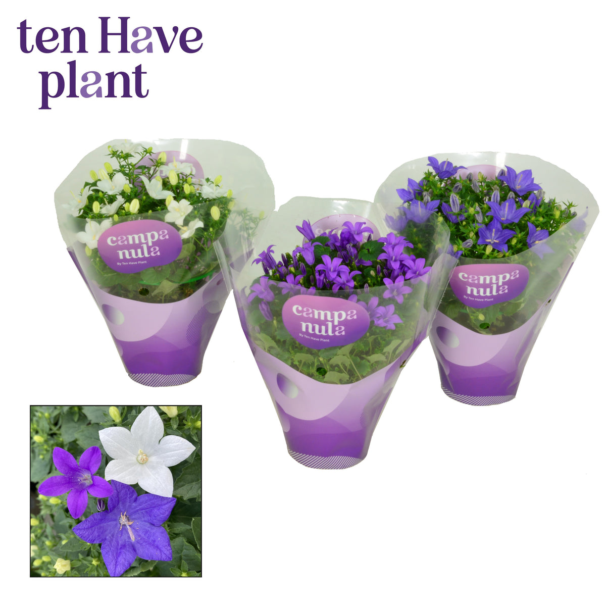 Campanula Hybrid 17cm 11cm Pot
