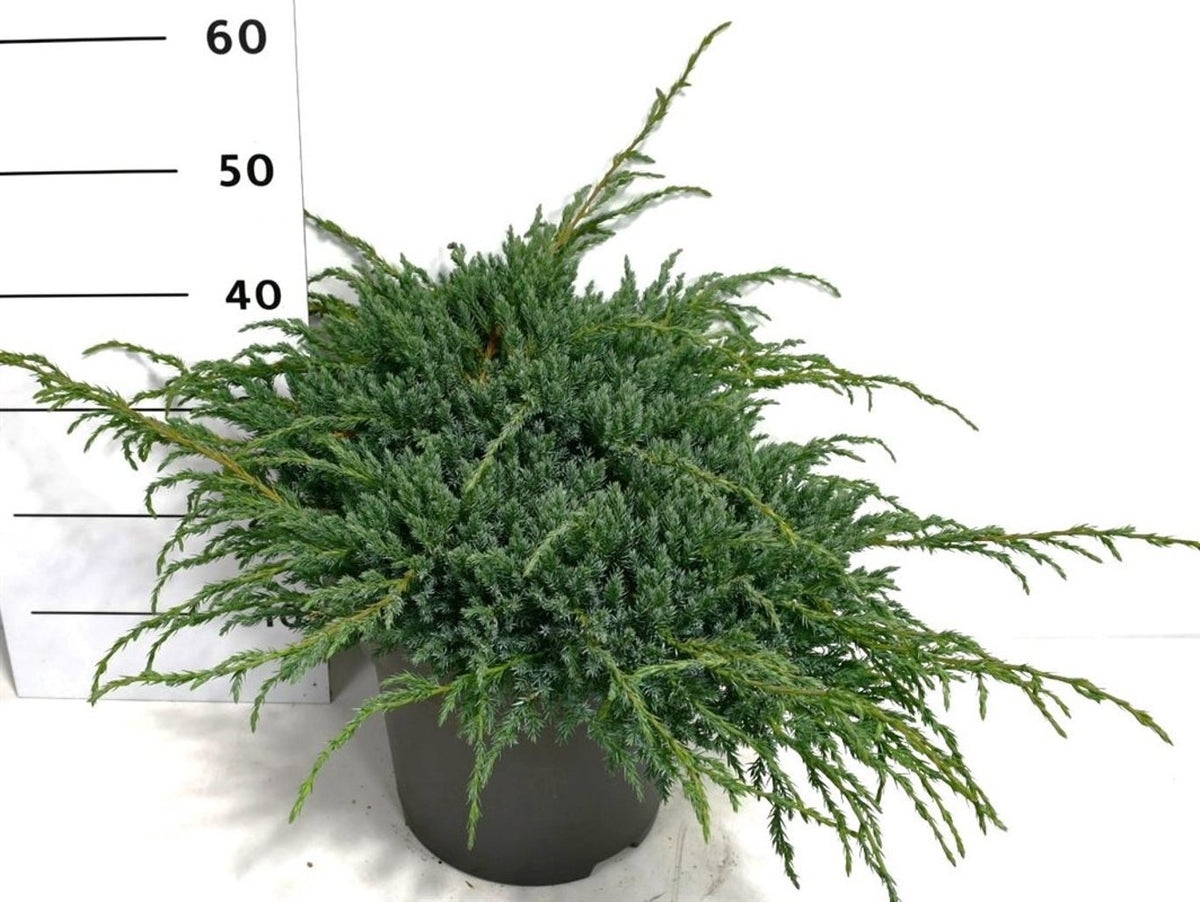 Juniperus Blue Carpet 50cm 32cm Pot