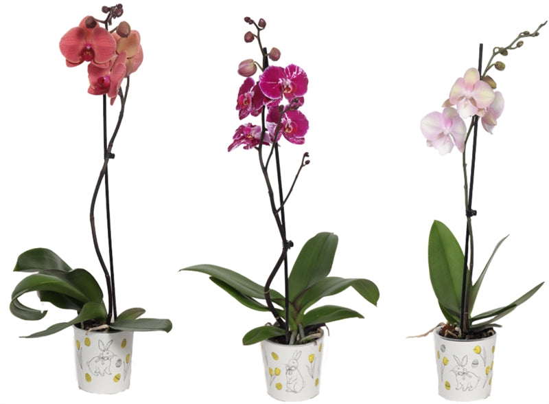 Phalaenopsis mix 55cm 12cm Pot