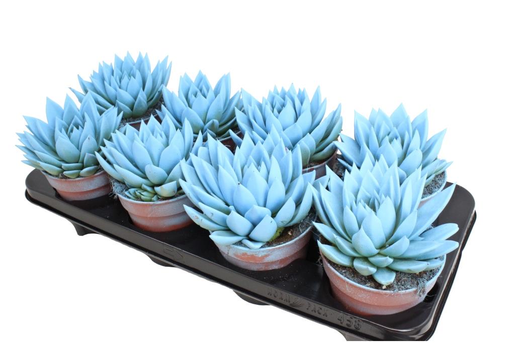 Echeveria Miranda 15cm 12cm Pot