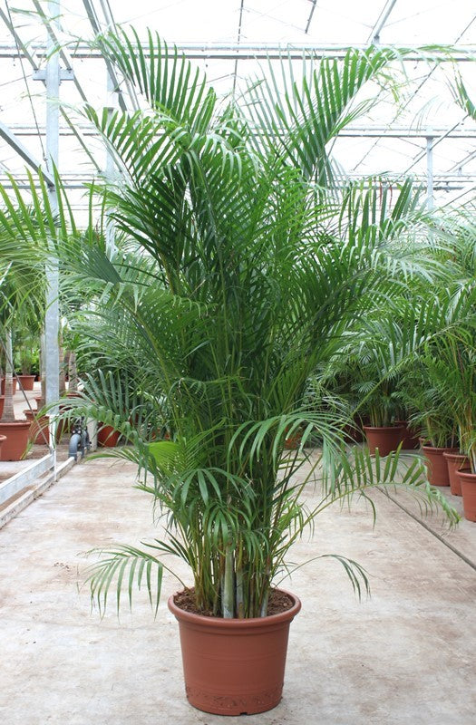 Dypsis lutescens 250cm 50cm Pot