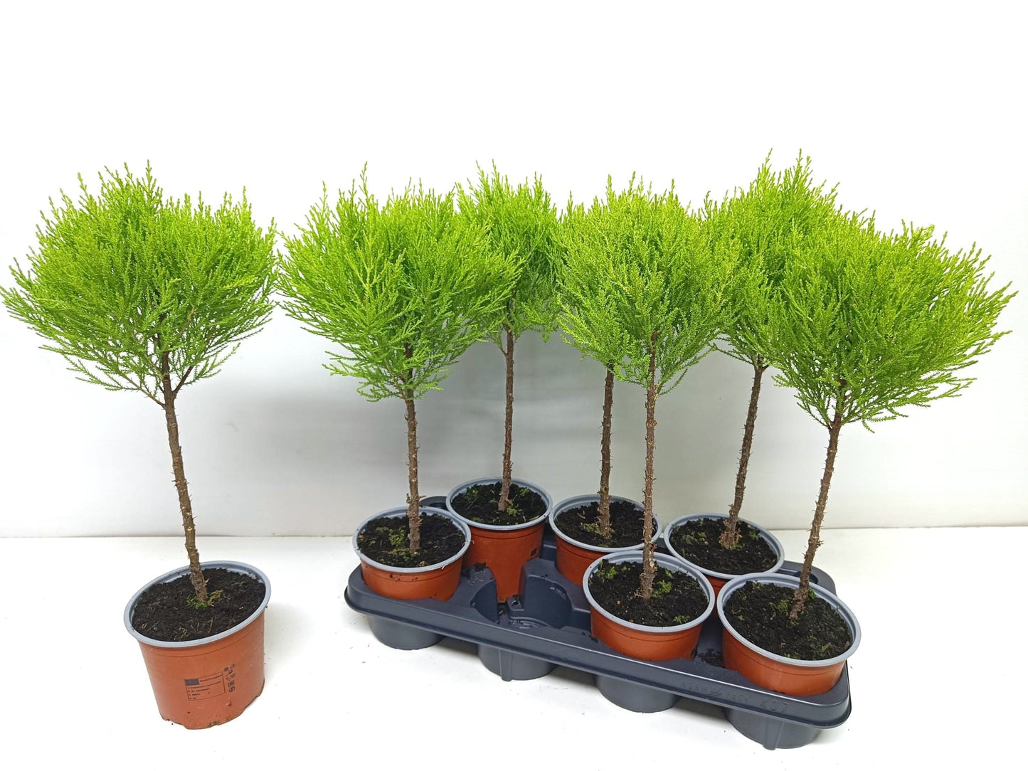 Cupressus Goldcrest standard 55cm 14cm Pot