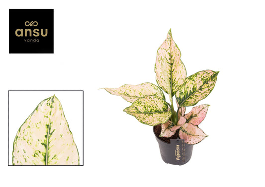 Aglaonema Rosy 35cm 12cm Pot